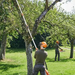 Wycinka drzew Olsztyn 4