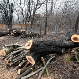 Wycinka drzew Olsztyn 3