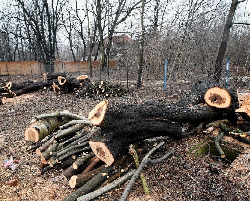 Ścięte pnie i gałęzie drzew po wycince, widoczne ślady cięcia, w tle siatka ogrodzeniowa i zabudowania. Zbliżenie na pocięte drewno.