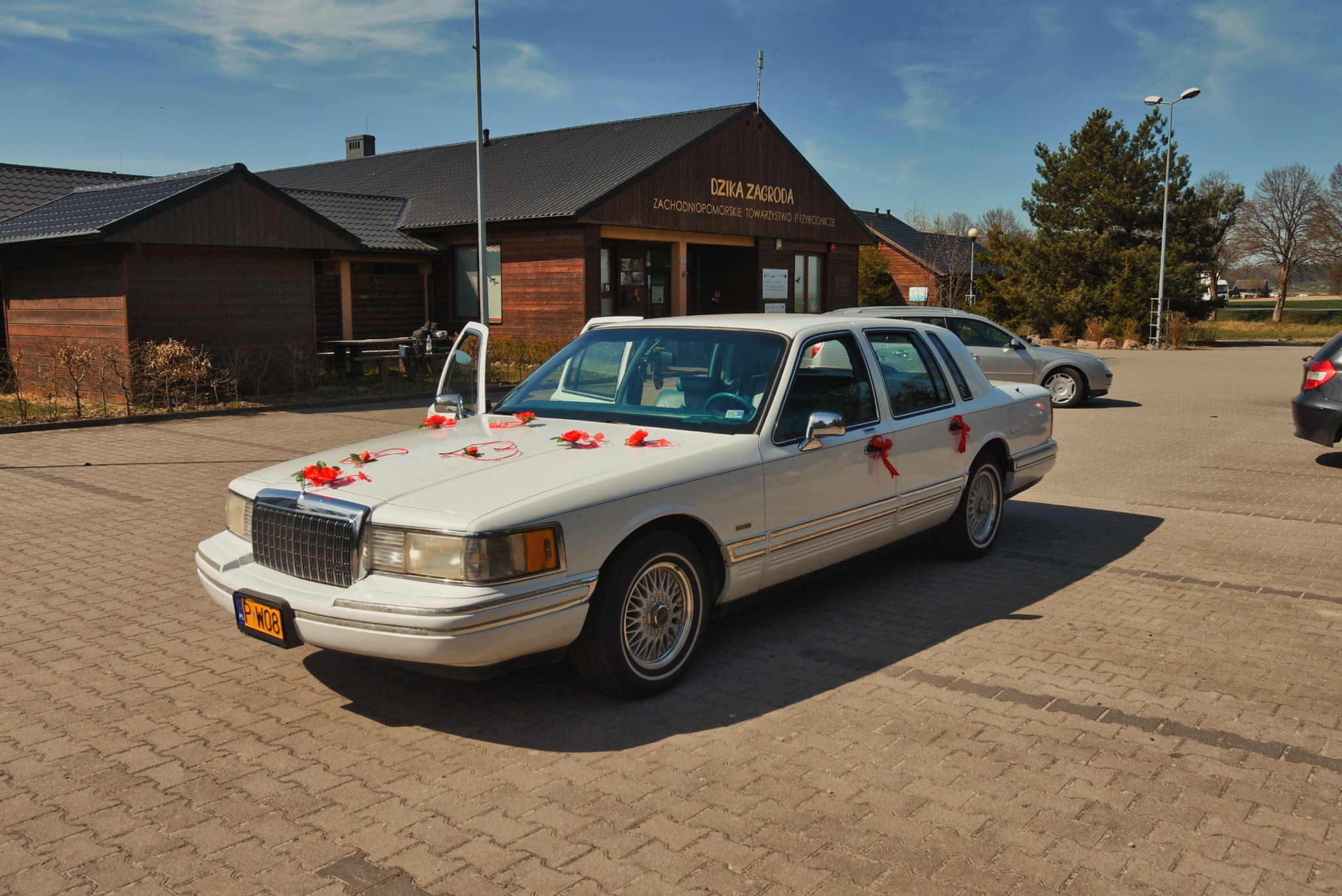 Biała limuzyna Lincoln udekorowana czerwonymi różami i wstążkami, zaparkowana przed budynkiem 'Dzikiej Zagrody' w słoneczny dzień. Otwarta boczna szyba.