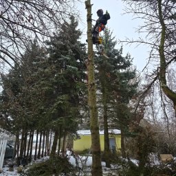 Specjaliści od Renowacji,Wysokości i Wycinek 66-400 - Arborysta w uprzęży i kasku, z piłą łańcuchową, precyzyjnie usuwa górne partie wysokiego drzewa iglastego, na zaśnieżonym podwórku z widocznym żółtym budynkiem.