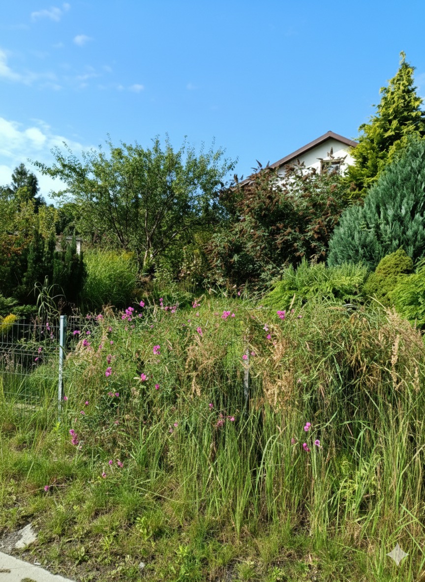 Zarośnięty ogród z kwitnącymi na różowo kwiatami i wysoką trawą, widok na dom w tle, błękitne niebo. Metalowe ogrodzenie z lewej strony kadru.