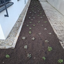 Wycinka drzew Serski Las 1