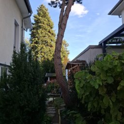 Wycinka drzew Serski Las 2