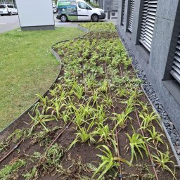 Green Alley Krzysztof Tarasiewicz - Kaskadowa rabata z młodymi roślinami i systemem nawadniania kroplowego, obrzeże z metalu, tło stanowi budynek biurowy i zaparkowany samochód dostawczy.