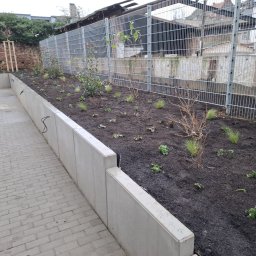 Green Alley Krzysztof Tarasiewicz - Nowo założony ogród z niską betonową ścianą, świeżo posadzone rośliny i drzewka, metalowe ogrodzenie w tle. Widoczny fragment chodnika z kostki brukowej.