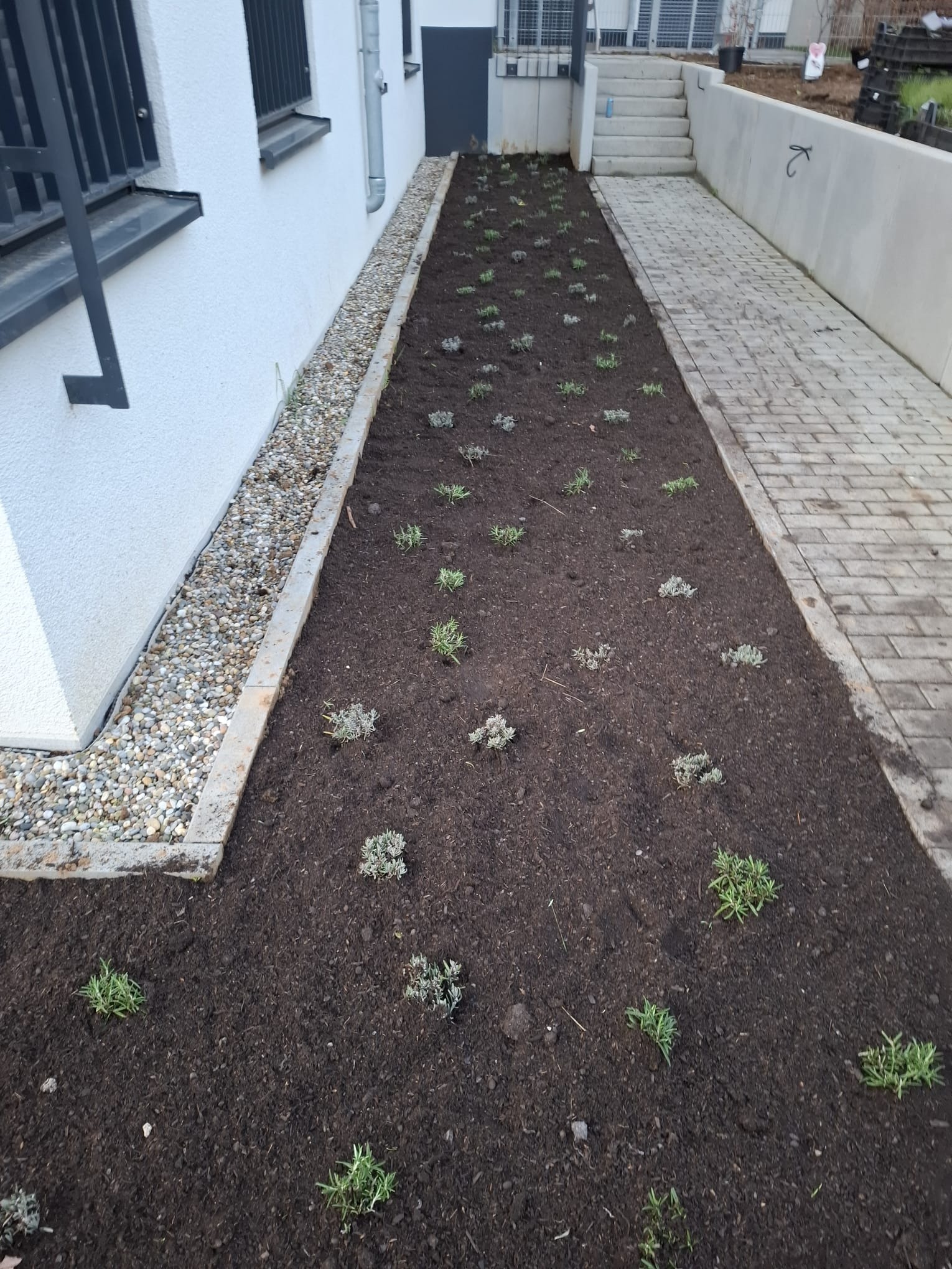 Świeżo posadzone, małe krzewy na rabacie wzdłuż budynku, z obrzeżem z kamyków i chodnikiem z kostki. Widoczne schody i fragment elewacji. Ujęcie z góry.