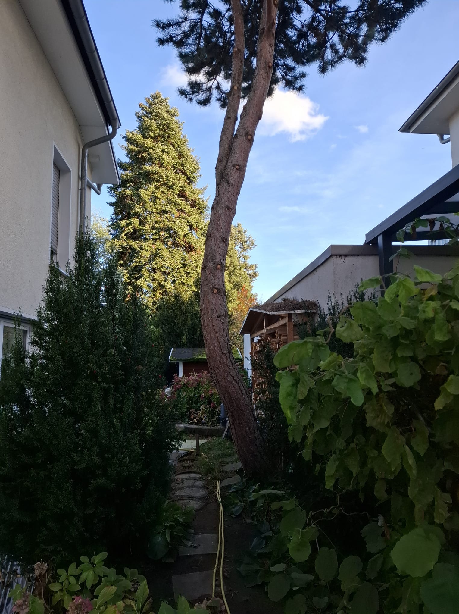 Ogród z wysoką sosną po przycince gałęzi, widoczny z perspektywy ścieżki między budynkami. W tle zielone drzewa i krzewy, błękitne niebo.