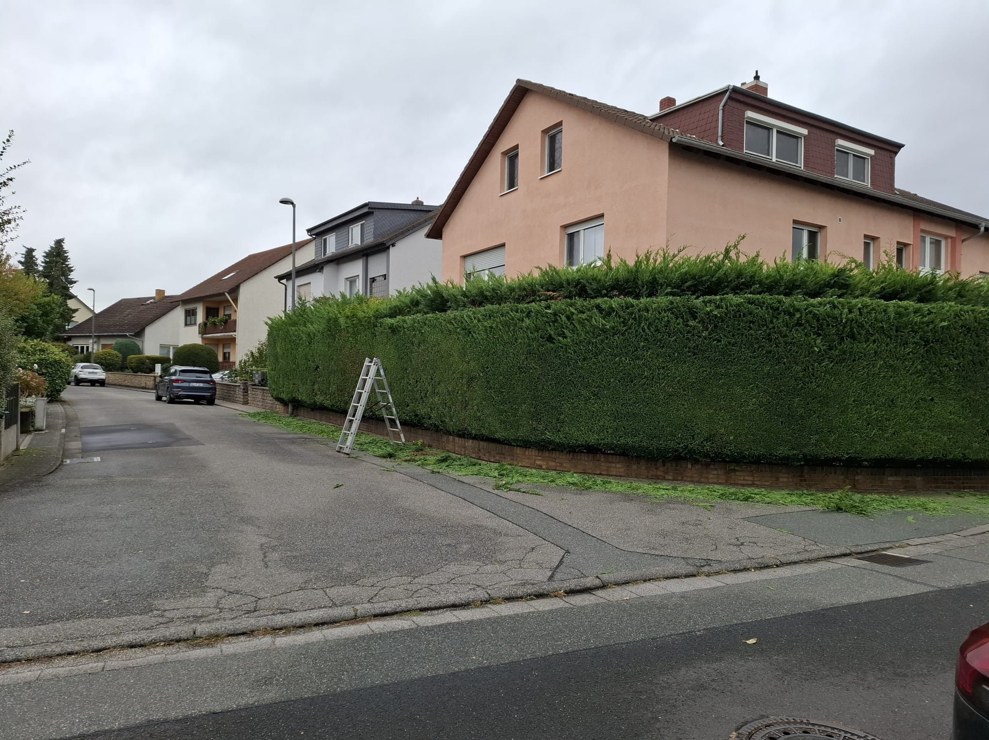 Długi, równo przycięty żywopłot z drabiną opartą o niego, świeżo po strzyżeniu. Ścinki leżą na chodniku. Tło stanowią domy mieszkalne w pochmurny dzień.