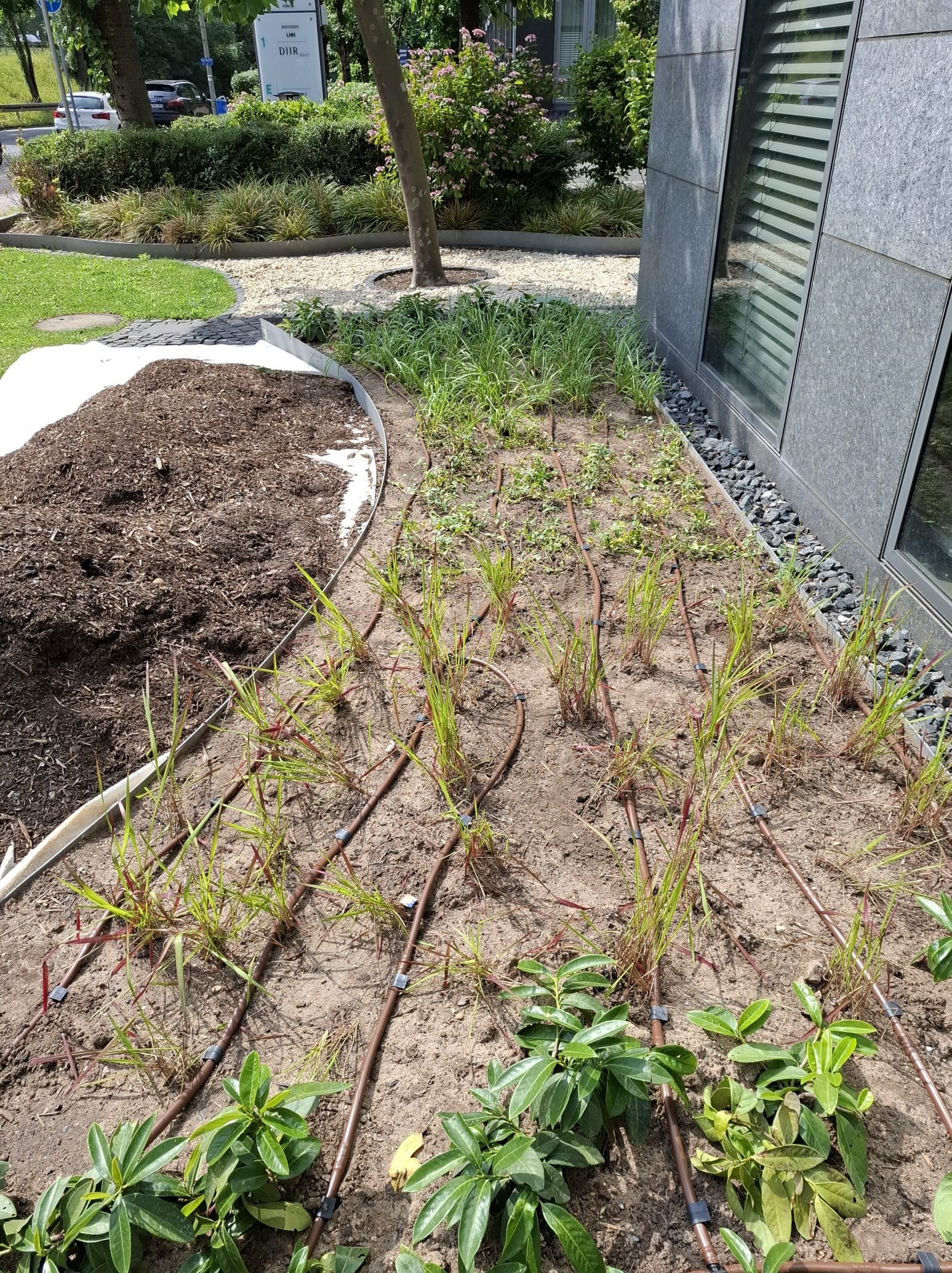 Fragment rabaty z młodymi roślinami i systemem nawadniania, obok pryzma ziemi. Widok z góry, w tle budynek z szarej cegły i zieleń.