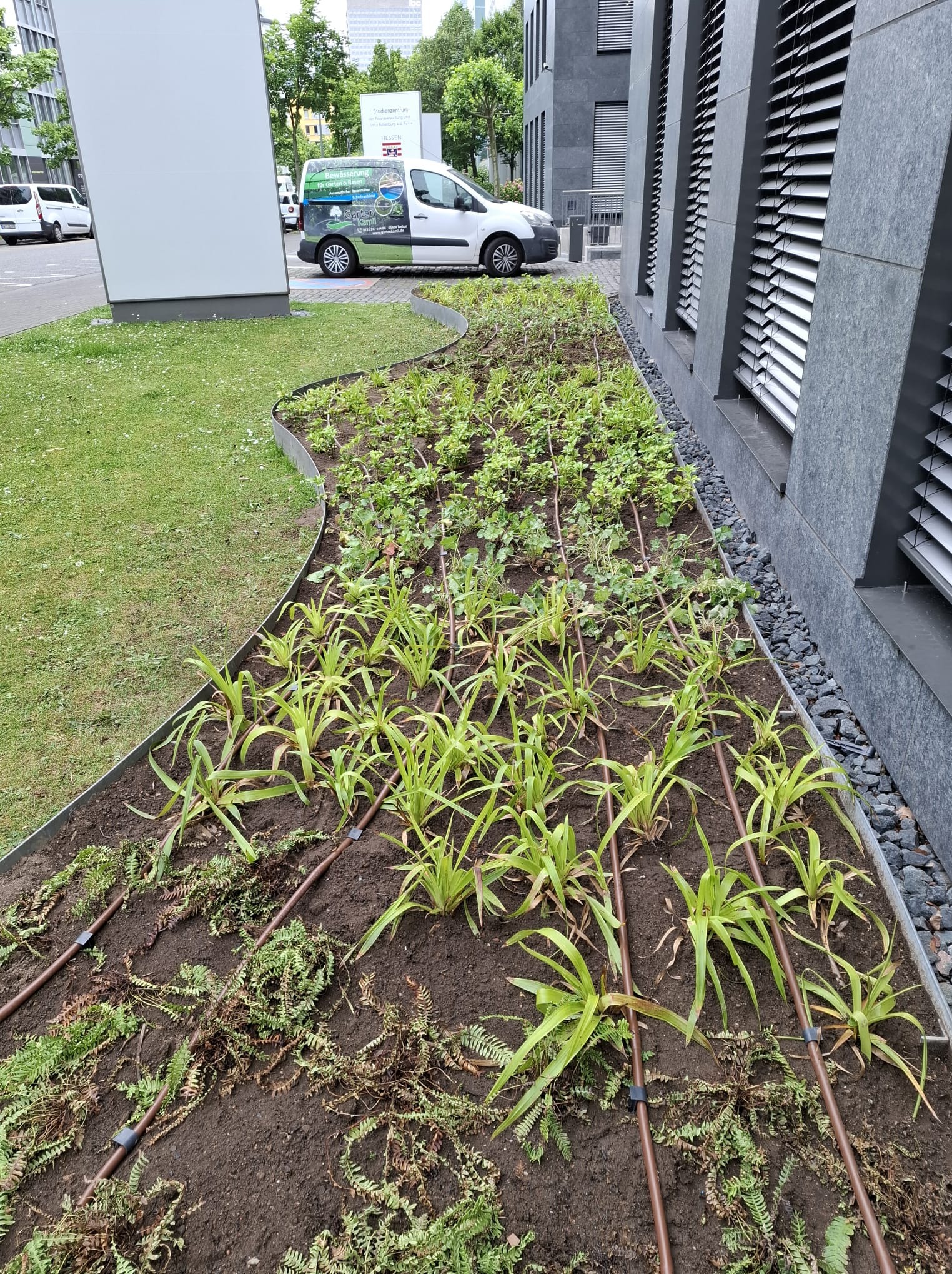 Kaskadowa rabata z młodymi roślinami i systemem nawadniania kroplowego, obrzeże z metalu, tło stanowi budynek biurowy i zaparkowany samochód dostawczy.