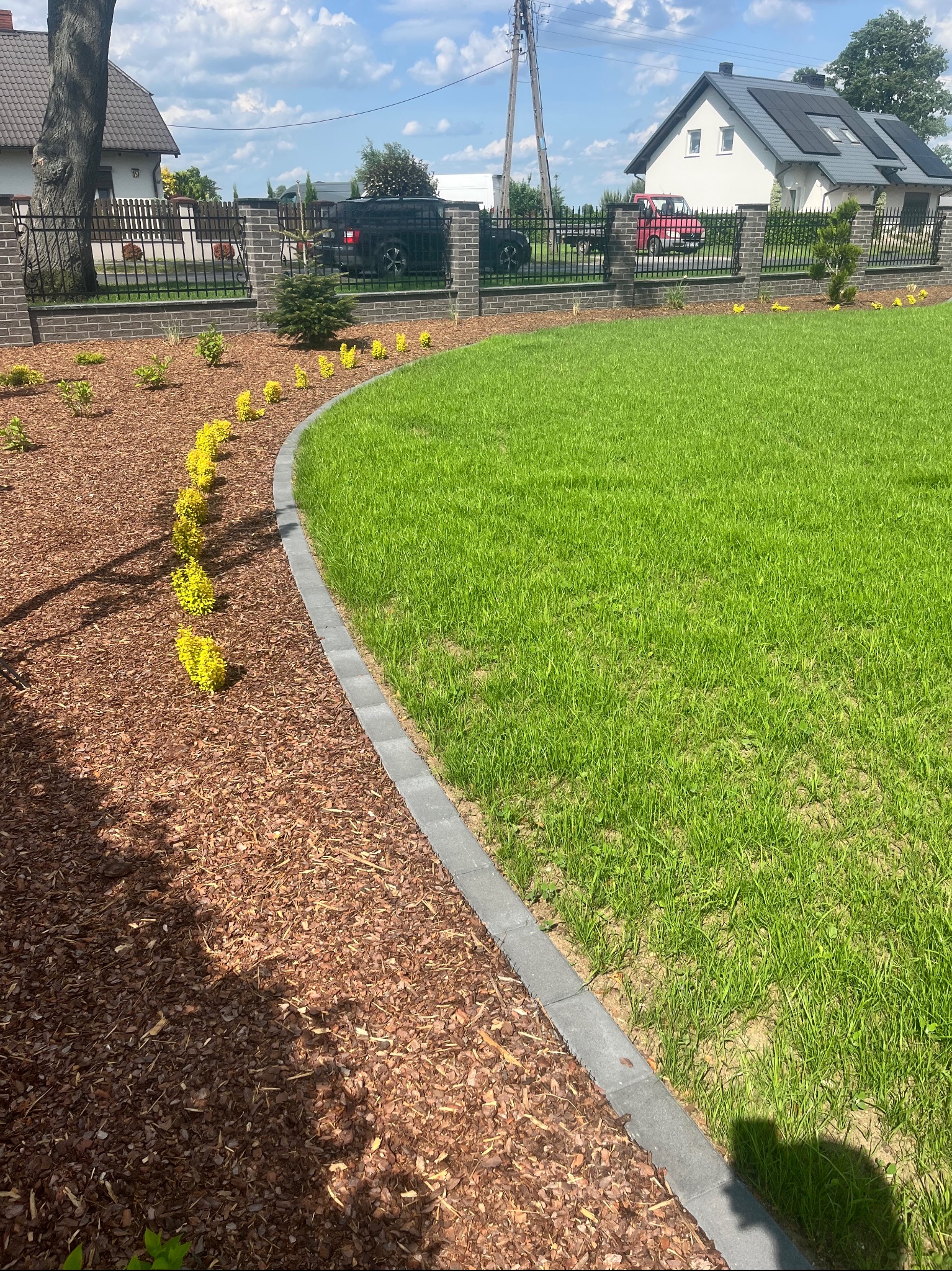 Ukończony ogród z równo przystrzyżonym trawnikiem, obrzeżami z kostki i korą, z nasadzeniami z żółtych krzewów. W tle domy i ogrodzenie.