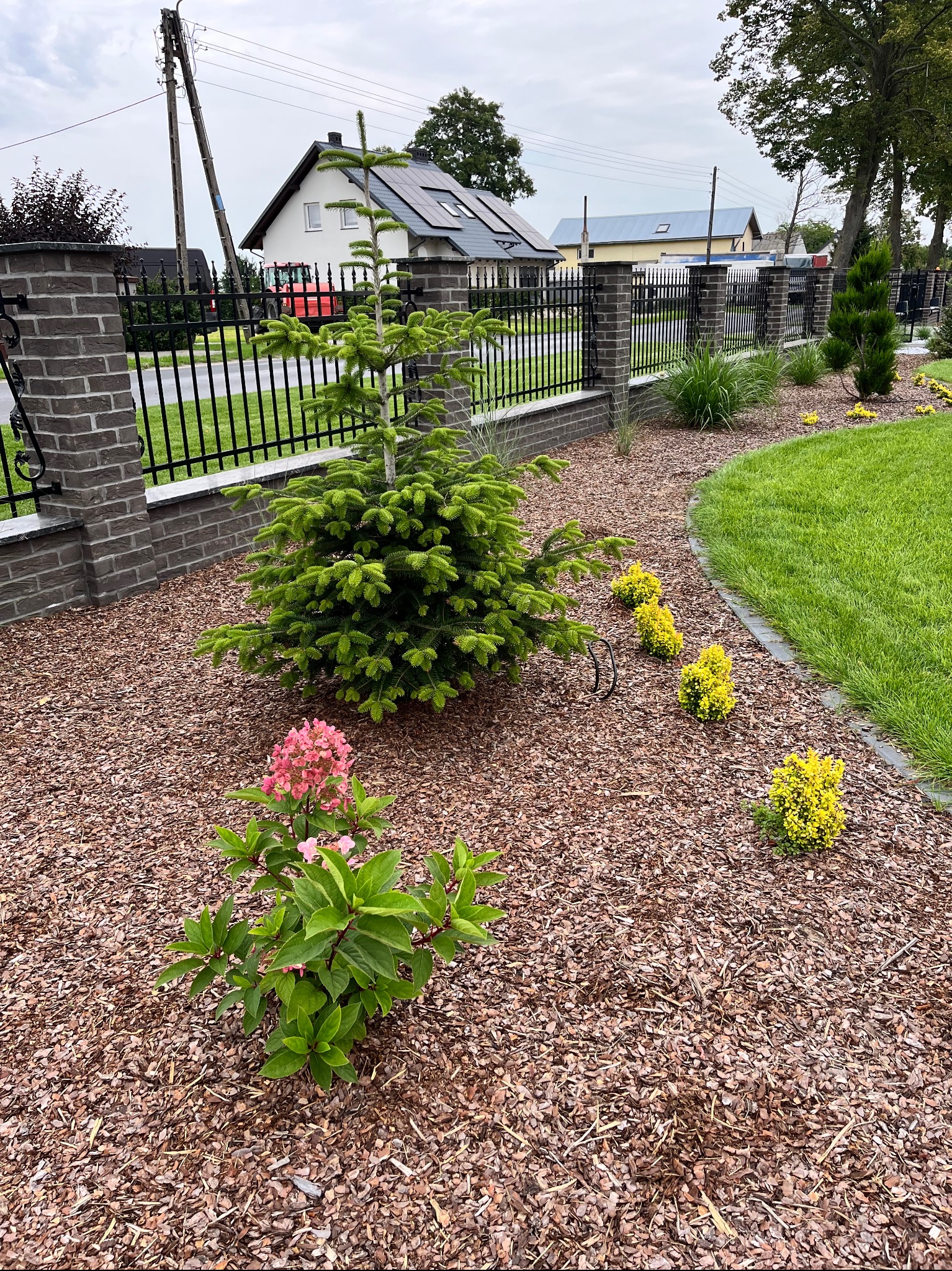 Ogród z korą, niską choinką i kwitnącą hortensją na pierwszym planie. W tle ogrodzenie z cegły i metalu, trawnik i zabudowania.