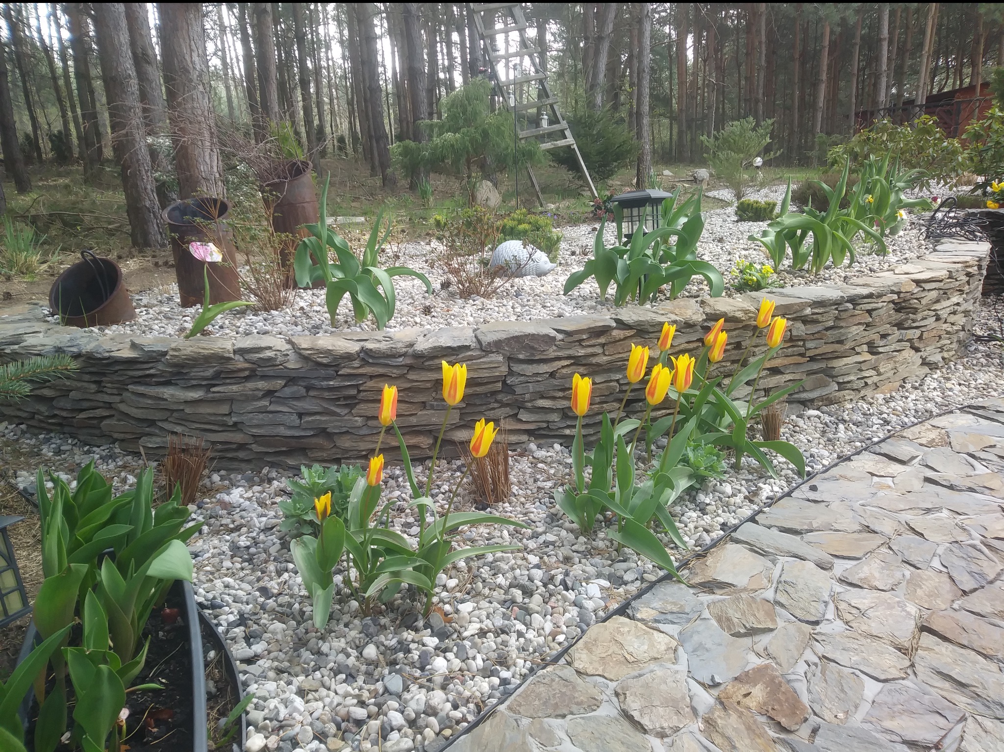 Ogród z kamienną ścieżką i murem, rabaty z tulipanami i białym żwirem, rustykalne donice, drabina w tle, leśny charakter.