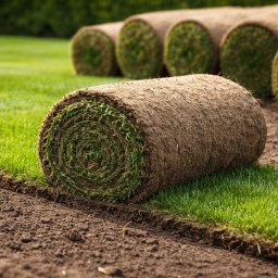 Trawa z rolki Rybnik 1