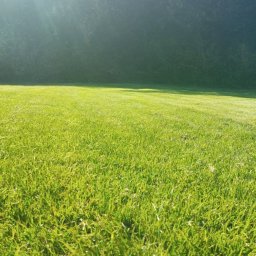 Ogrody po Naszymu - Soczysta, równo skoszona trawa w ogrodzie, oświetlona promieniami słońca. W tle widoczny ciemny pas drzew, tworzący naturalne tło. Krótko przystrzyżony trawnik.