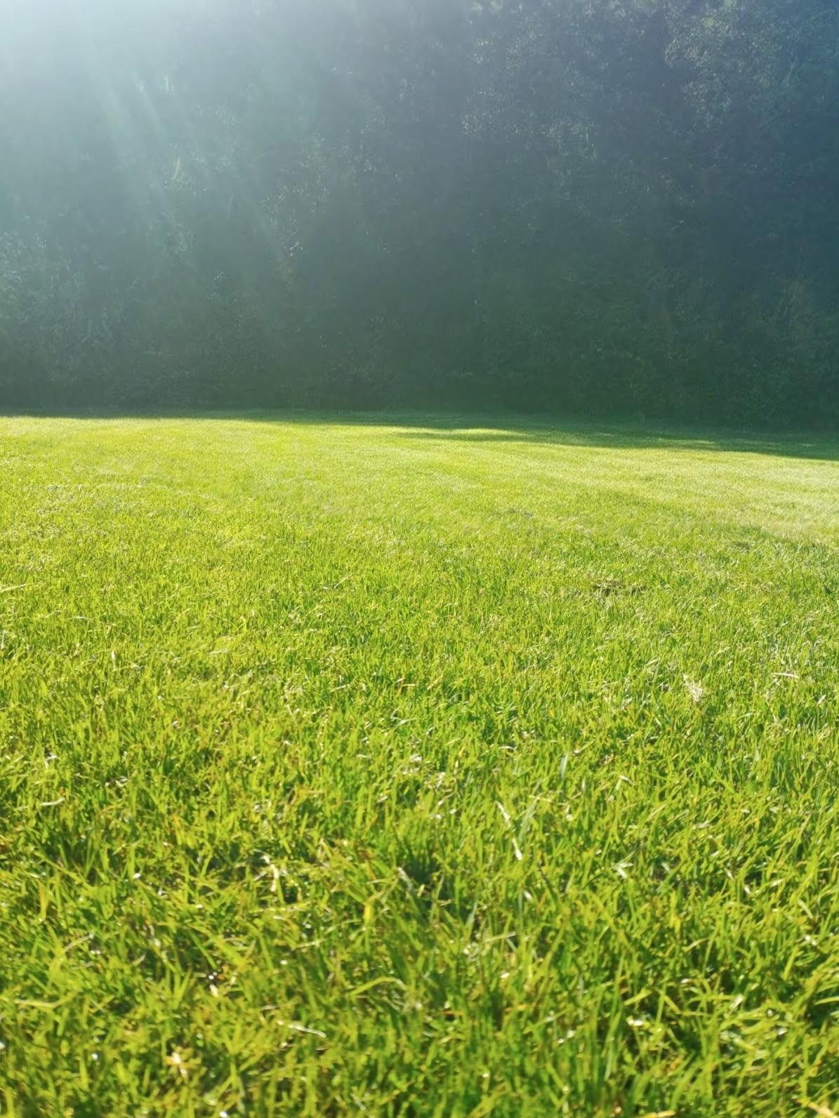 Soczysta, równo skoszona trawa w ogrodzie, oświetlona promieniami słońca. W tle widoczny ciemny pas drzew, tworzący naturalne tło. Krótko przystrzyżony trawnik.