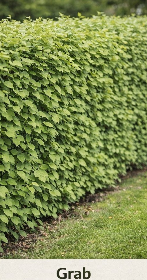 Gęsty, zielony żywopłot z drobnymi liśćmi, równo przycięty, oddzielający trawnik. Widoczne delikatne cieniowanie i faktura liści. Estetyczne wykończenie ogrodu.