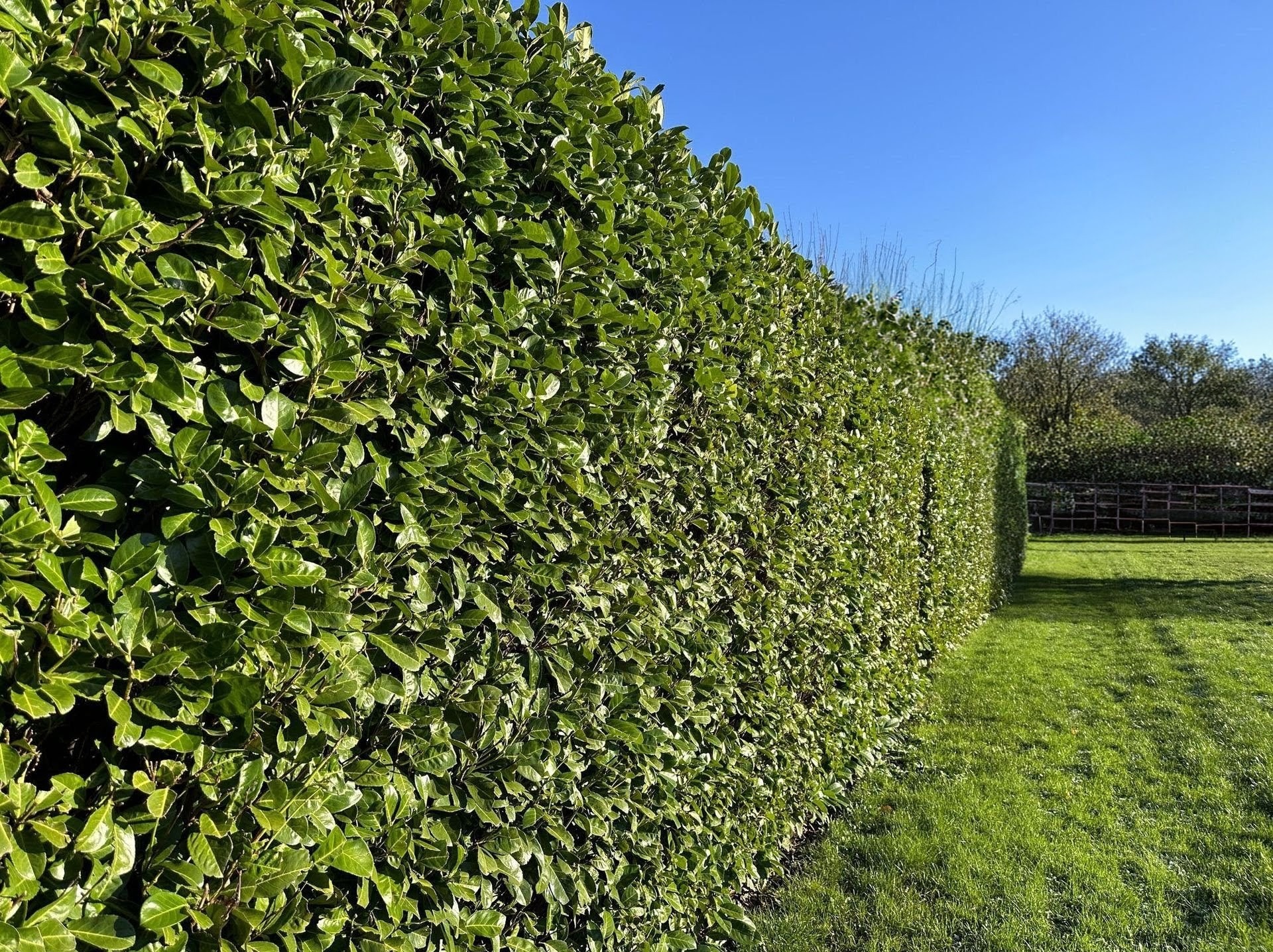 Gęsty, zielony żywopłot z połyskującymi liśćmi, równo przycięty, oddzielający trawnik od dalszej części ogrodu pod błękitnym niebem. Widoczny fragment trawnika i ogrodzenia w tle.