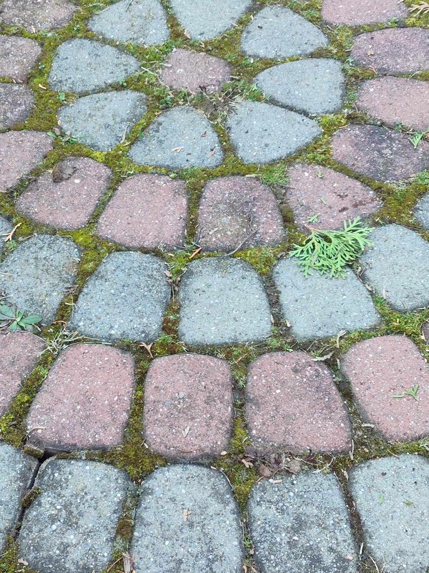 Kostka brukowa w odcieniach szarości i czerwieni, porośnięta mchem i drobnymi roślinami, tworząca ścieżkę. Widoczne nieregularne kształty kostek i naturalne wypełnienie spoin.