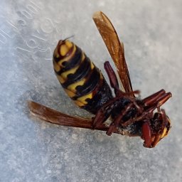 Dezynsekcja i deratyzacja Bydgoszcz 3