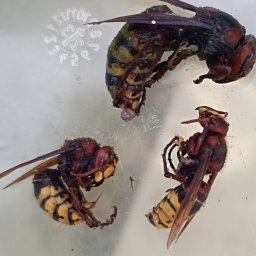 Dezynsekcja i deratyzacja Bydgoszcz 4