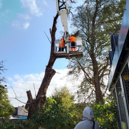 Wycinka drzew Bydgoszcz 1