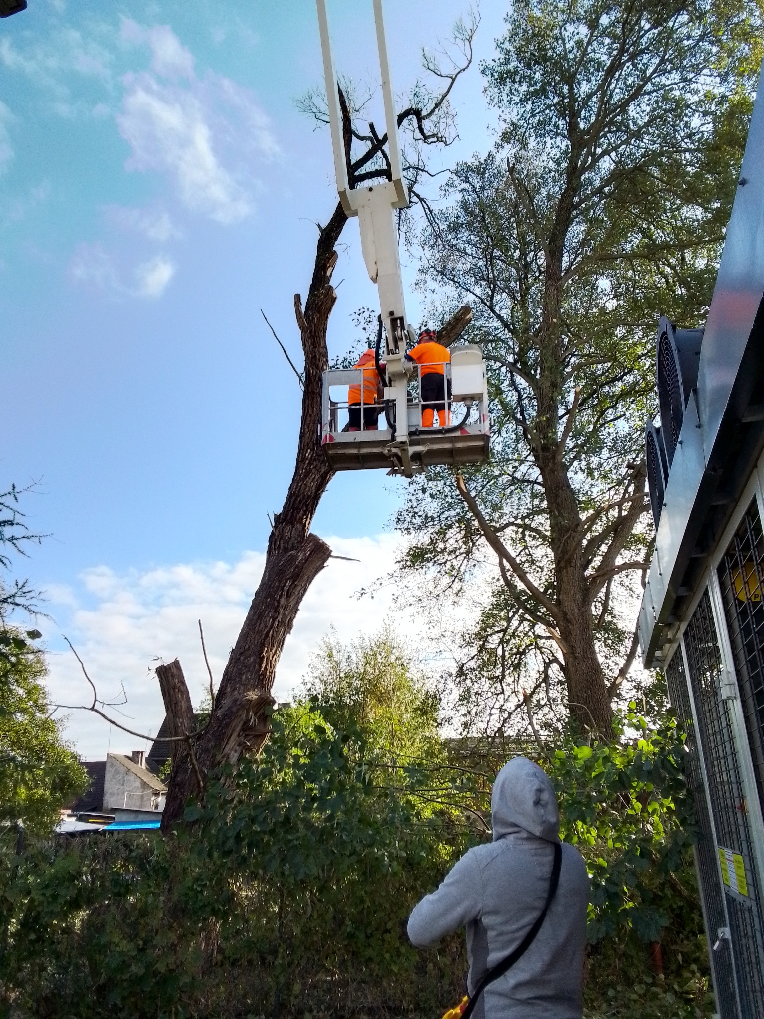 Wycinka drzew z podnośnika koszowego. Dwóch pracowników w pomarańczowych ubraniach tnie gałęzie. Na dole osoba obserwująca prace w szarej bluzie z kapturem.