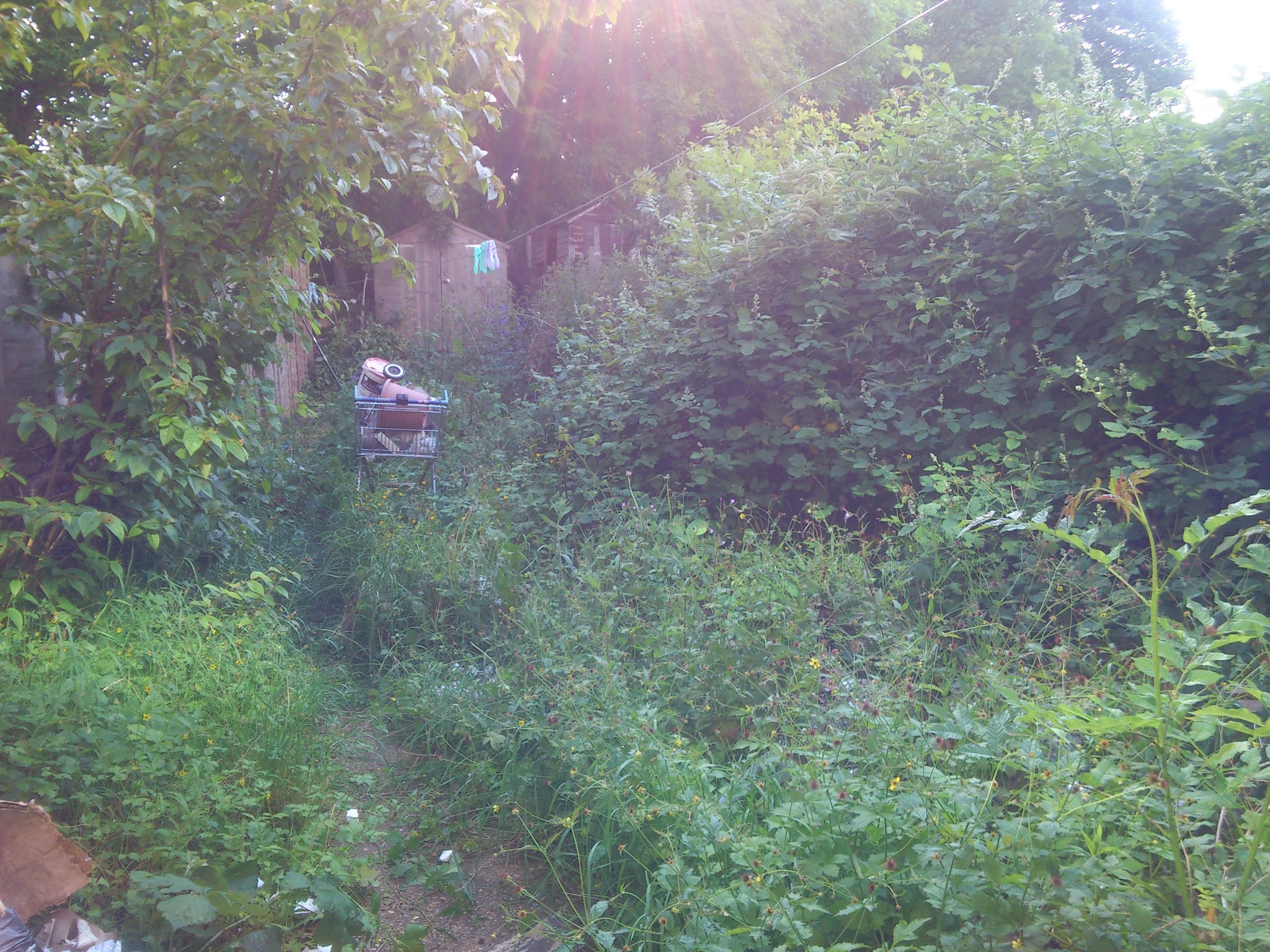 Zarośnięty ogród z wózkiem sklepowym wypełnionym narzędziami ogrodniczymi, drewniana szopa w tle, promienie słoneczne przebijają się przez korony drzew.