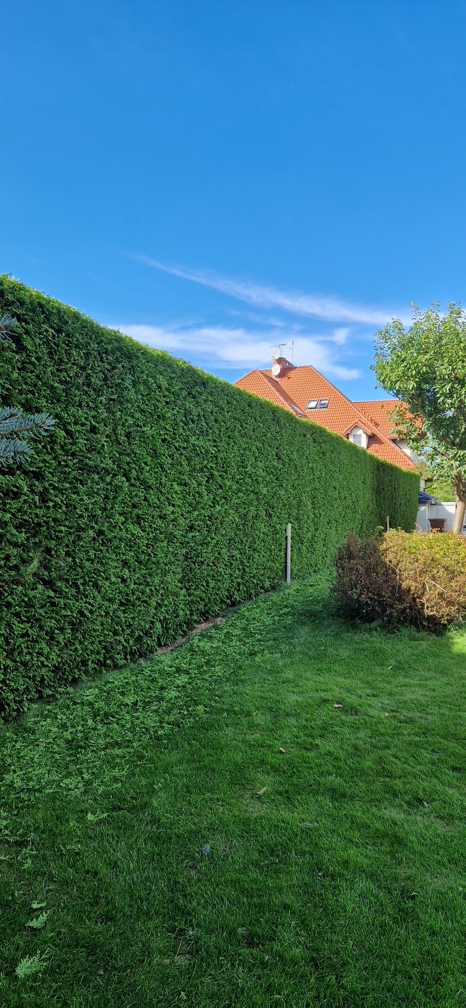 Wysoki, gęsty żywopłot z tui szmaragd na tle błękitnego nieba i domu z czerwoną dachówką. Starannie przycięty, tworzy zieloną ścianę w ogrodzie.