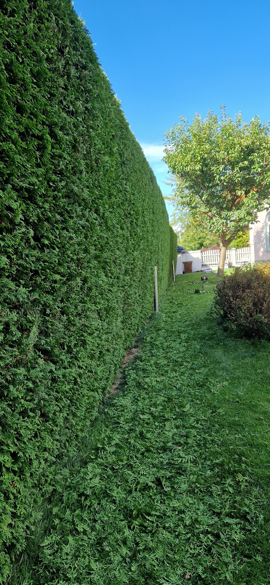 Wysoki, równo przycięty żywopłot z tui szmaragd, z resztkami ściętych gałązek na trawniku. W tle widoczny dom z białym płotem i drzewo liściaste.