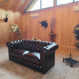 Remigiusz Sokół - Ciemnobrązowa sofa Chesterfield w pokoju myśliwskim z drewnianymi ścianami i trofeami zwierząt. Nietypowe wnętrze z luksusowym akcentem.