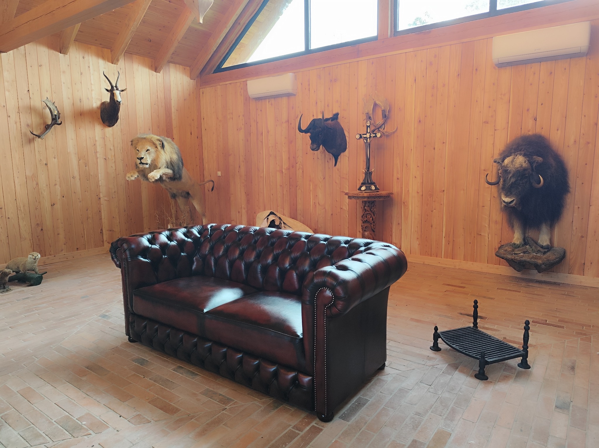Ciemnobrązowa sofa Chesterfield w pokoju myśliwskim z drewnianymi ścianami i trofeami zwierząt. Nietypowe wnętrze z luksusowym akcentem.