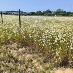 Wycinka drzew Gryfice 3