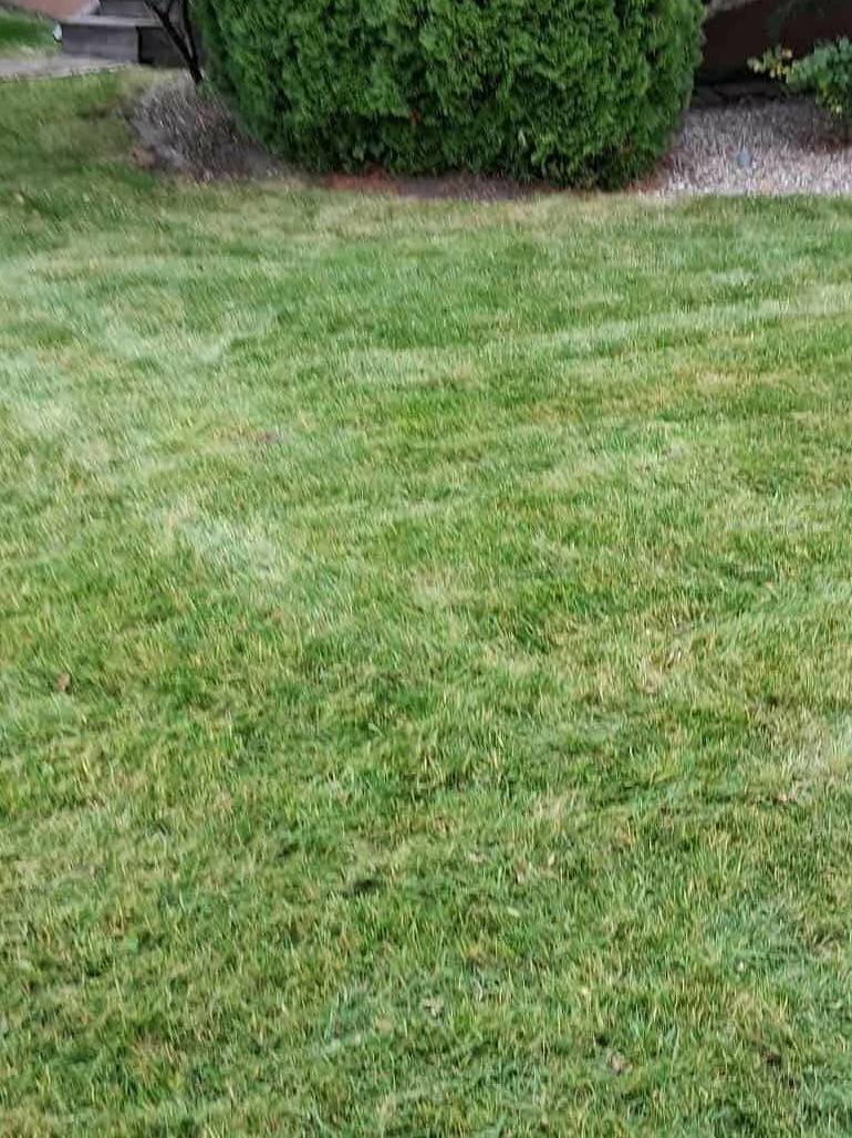 Krótko przystrzyżony trawnik z krzewem w tle. Widoczne ślady po koszeniu, równa powierzchnia trawy. Trawa w odcieniach zieleni, krzew ciemnozielony.