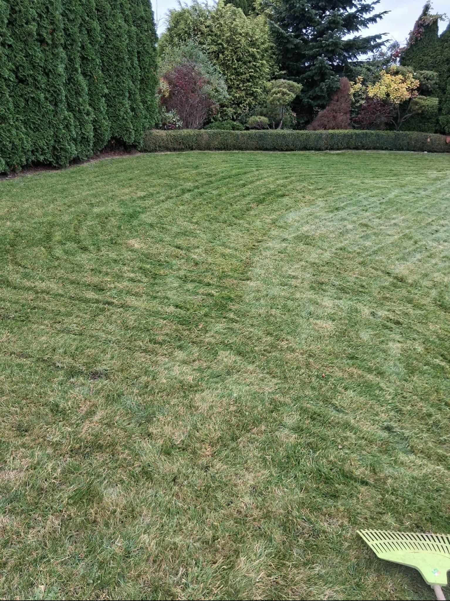 Świeżo skoszony trawnik z widocznymi pasami po kosiarce, otoczony tujami i krzewami. W rogu kadru widoczne grabie.
