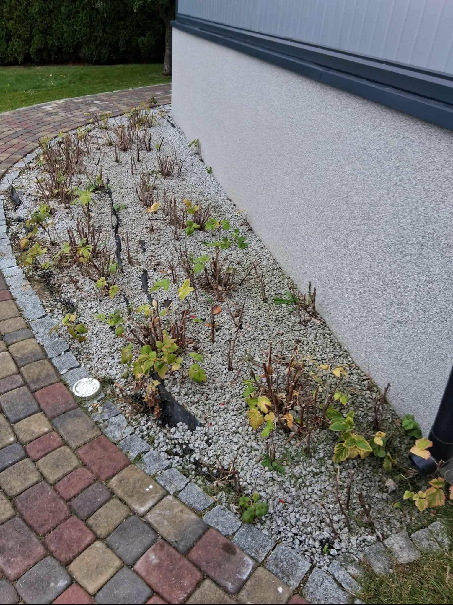 Krawężnik z kostki brukowej okala rabatę z krzewami i szarym żwirem przy ścianie budynku. Część roślin przycięta, niektóre z żółtymi liśćmi. Widoczny fragment trawnika.
