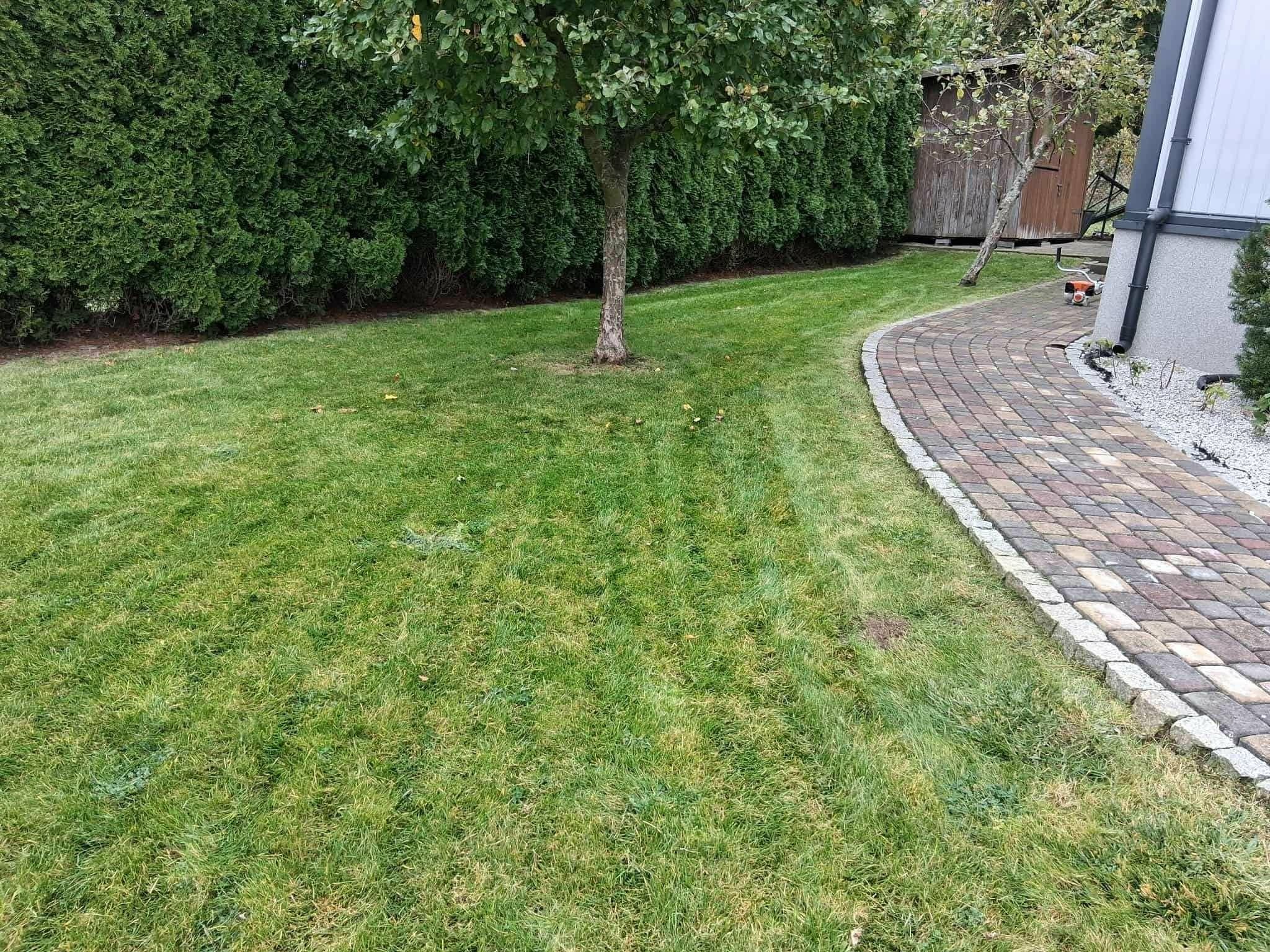 Równomiernie skoszony trawnik z widocznymi pasami, obok ścieżka z kostki brukowej, w tle żywopłot z tui i drewniana altana. Estetyczny ogród.