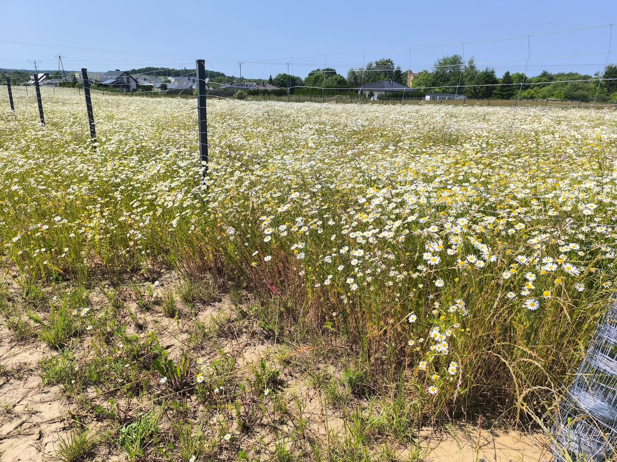 Rozległe pole kwitnących rumianków, ogrodzone siatką i słupkami. W tle widoczne domy i błękitne niebo. Słoneczny dzień.