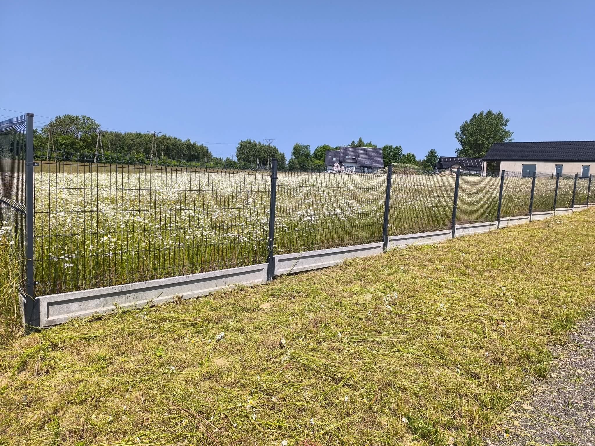 Świeżo skoszona trawa przy metalowym ogrodzeniu z betonową podmurówką, za którym rozciąga się łąka pełna białych kwiatów i zabudowania w oddali.