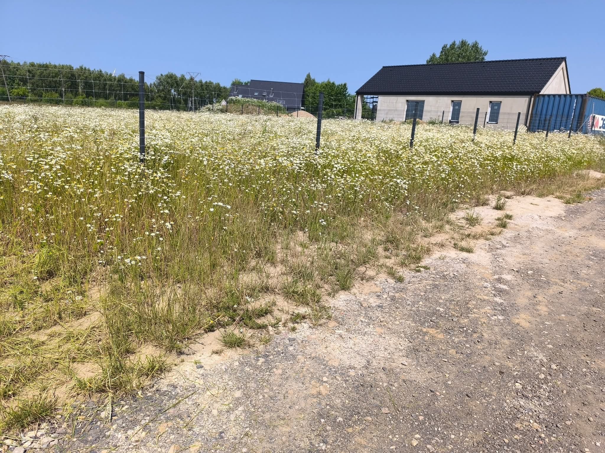 Zarośnięte pole z chwastami i kwiatami, ogrodzone siatką, z budynkiem w tle. Zaniedbany teren przed posesją, wymagający koszenia i pielęgnacji.