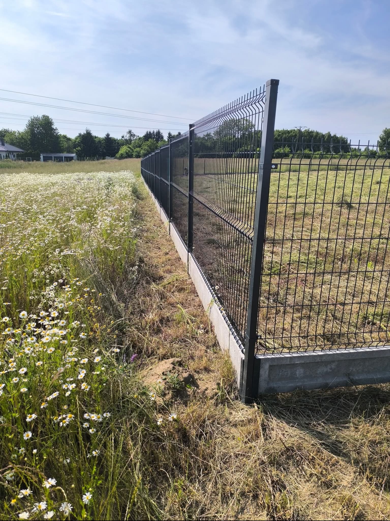 Nowoczesne ogrodzenie panelowe z podmurówką betonową, oddzielające łąkę z kwitnącymi stokrotkami od trawnika. Widok z boku, słoneczny dzień.