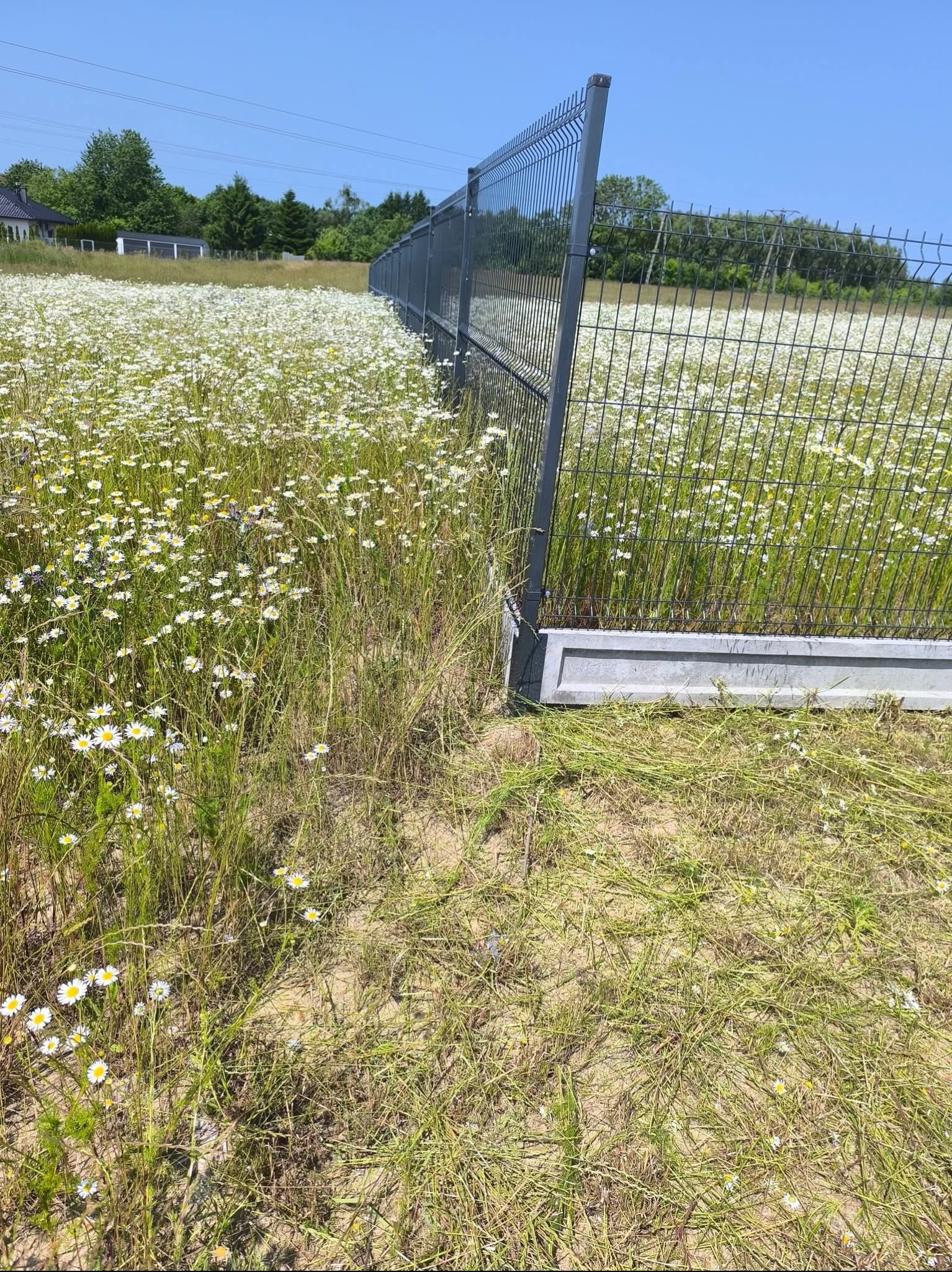 Metalowe ogrodzenie panelowe na betonowej podmurówce, oddzielające łąkę pełną kwitnących margerytek od trawnika. Błękitne niebo w tle.