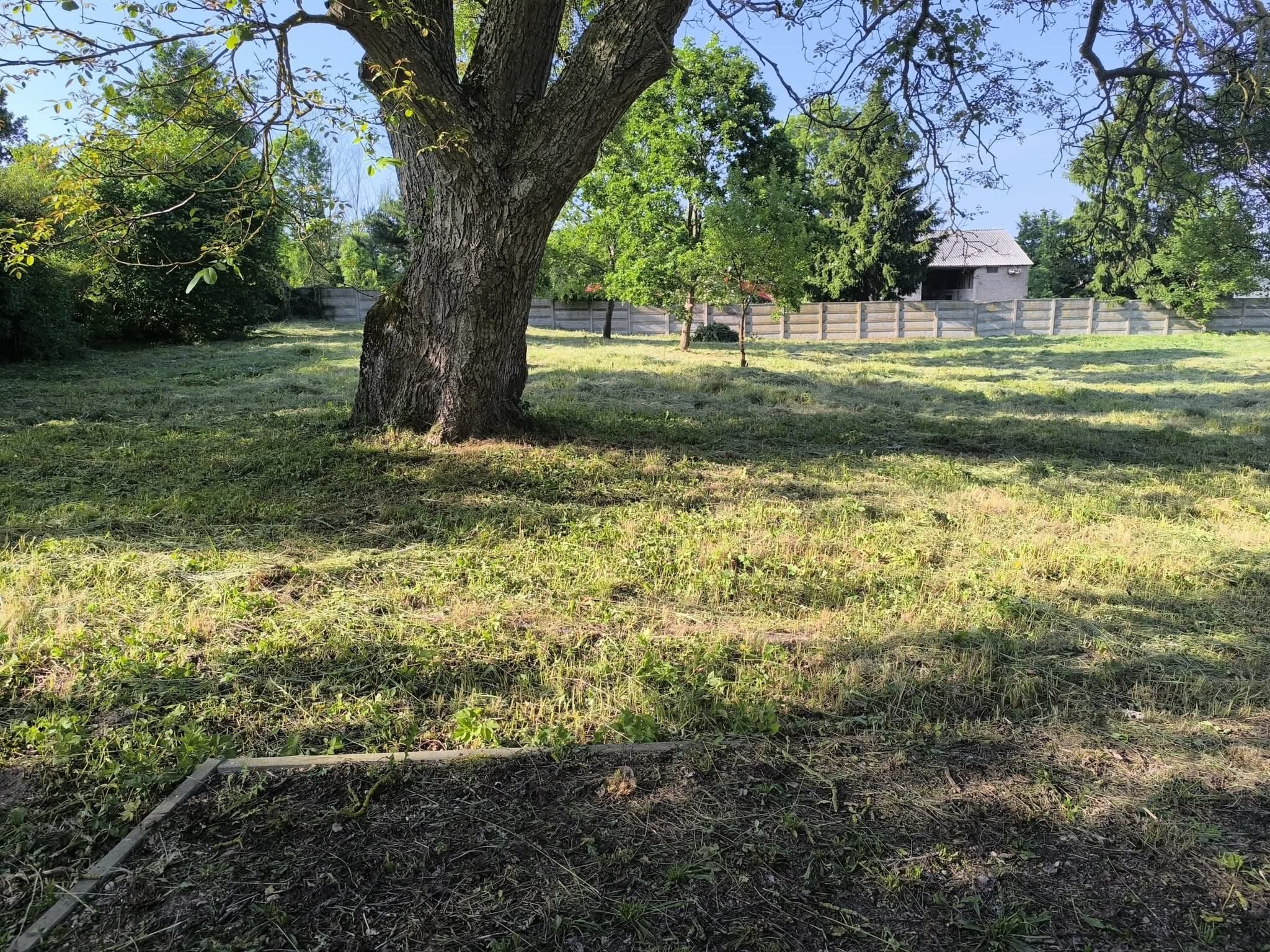 Świeżo skoszona trawa na dużej działce z drzewem w centrum kadru, w tle widoczny płot i budynek. Krótko ścięta trawa równomiernie pokrywa teren.