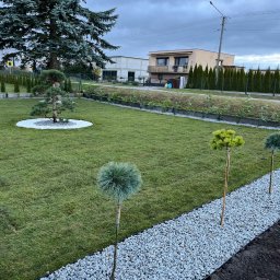 Mariusz Andrzejewski - Zadbany ogród z równo przystrzyżonym trawnikiem, ozdobnymi drzewkami i ścieżką z białego żwiru. W tle dom jednorodzinny i wysokie tuje.