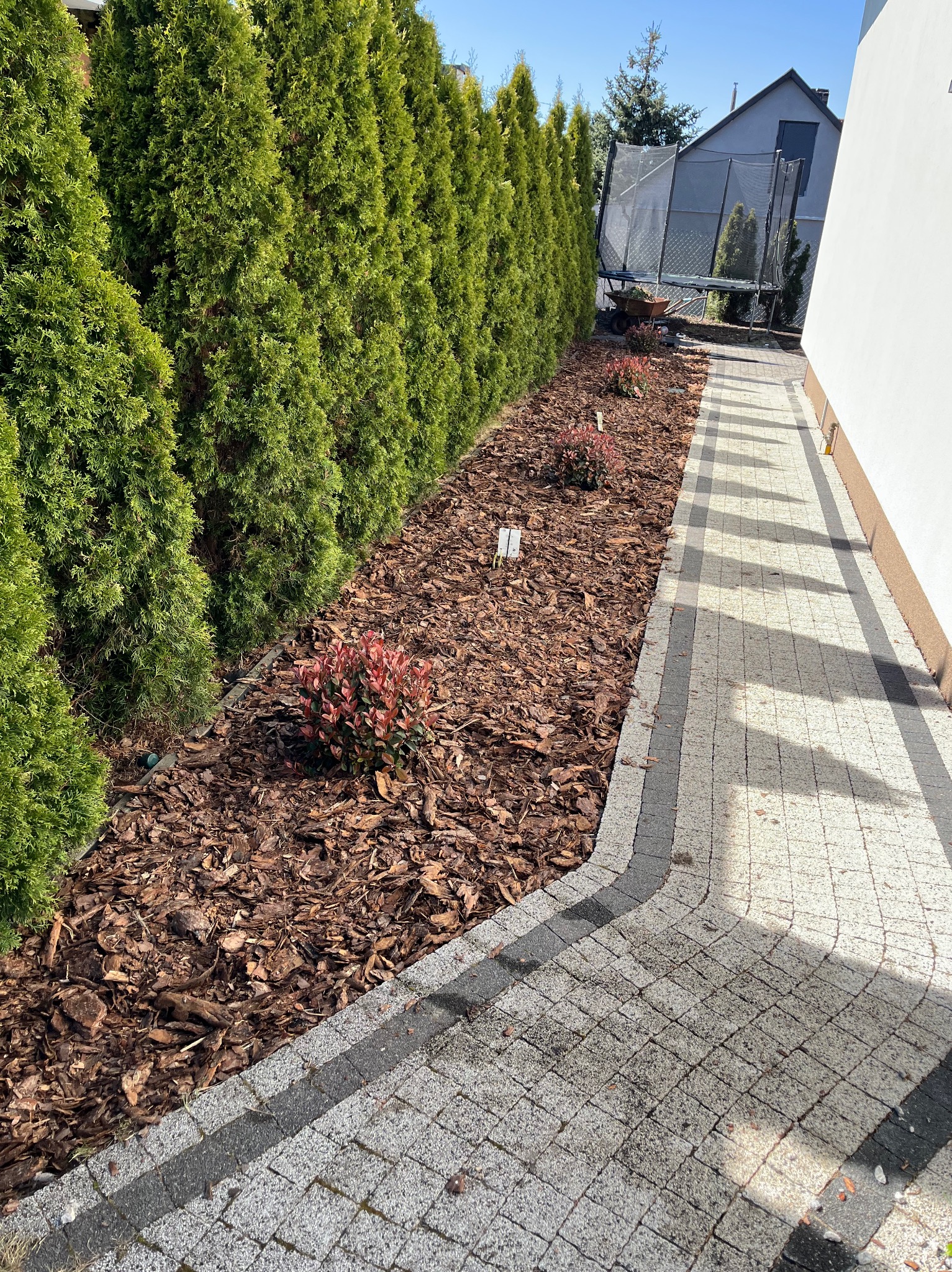 Ogród po pielęgnacji: rząd tuj, kora, ozdobne krzewy i kostka brukowa. Widok na zadbany teren zielony i ścieżkę.