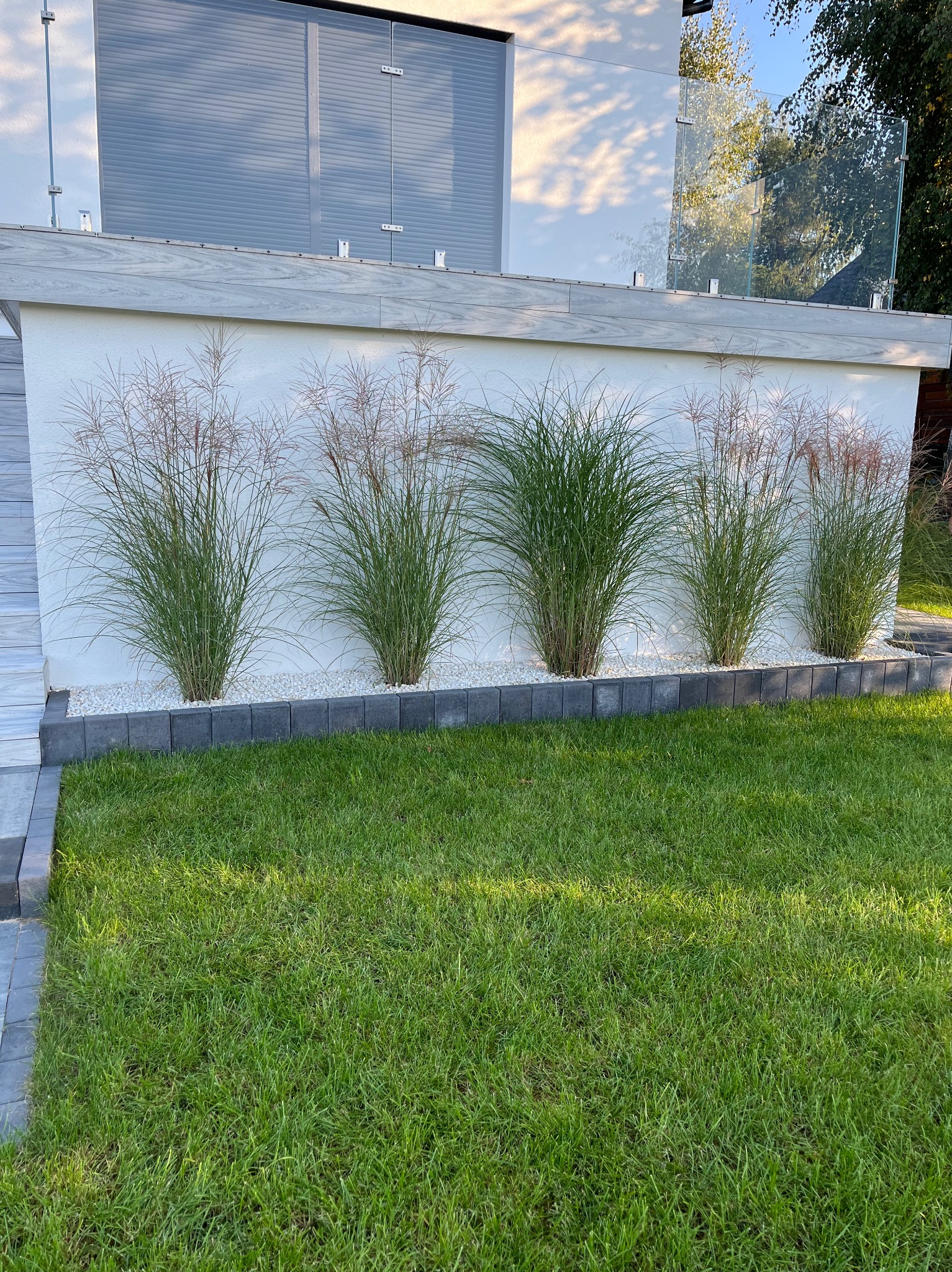 Nowoczesny ogród z ozdobnymi trawami posadzonymi wzdłuż białego murku, oddzielonymi od trawnika szarym obrzeżem. Białe kamyki wokół traw. W tle budynek z szklaną balustradą.