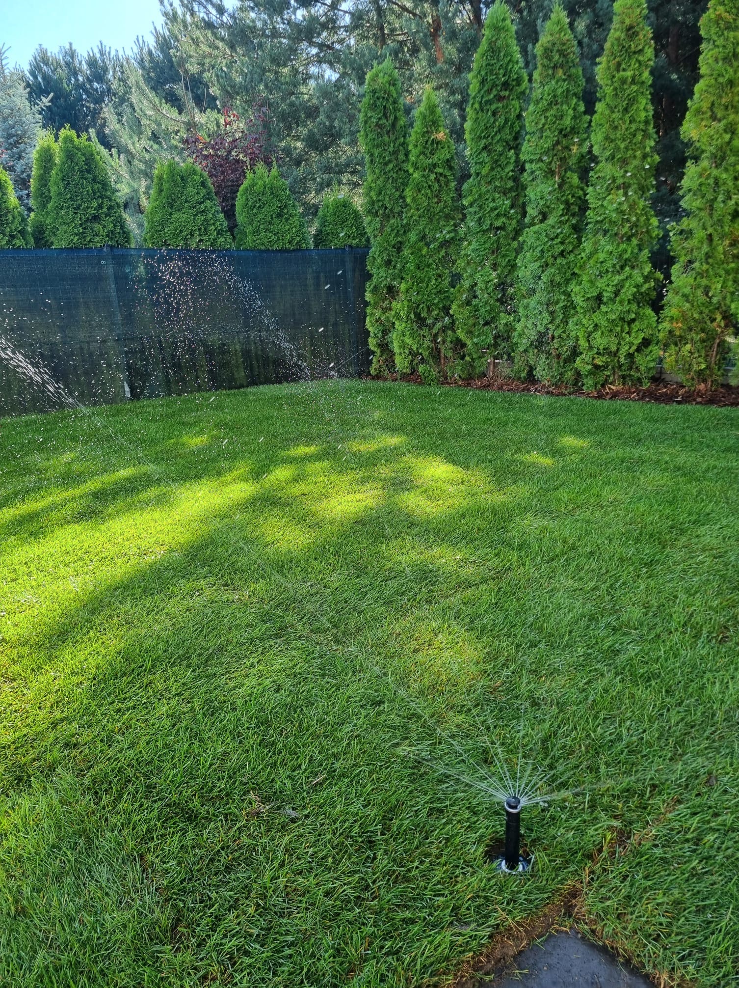Zraszana, soczyście zielona trawa na tle żywopłotu z tuj. W tle drzewa iglaste. Woda rozpryskuje się z dyszy zraszacza. Słoneczny dzień.