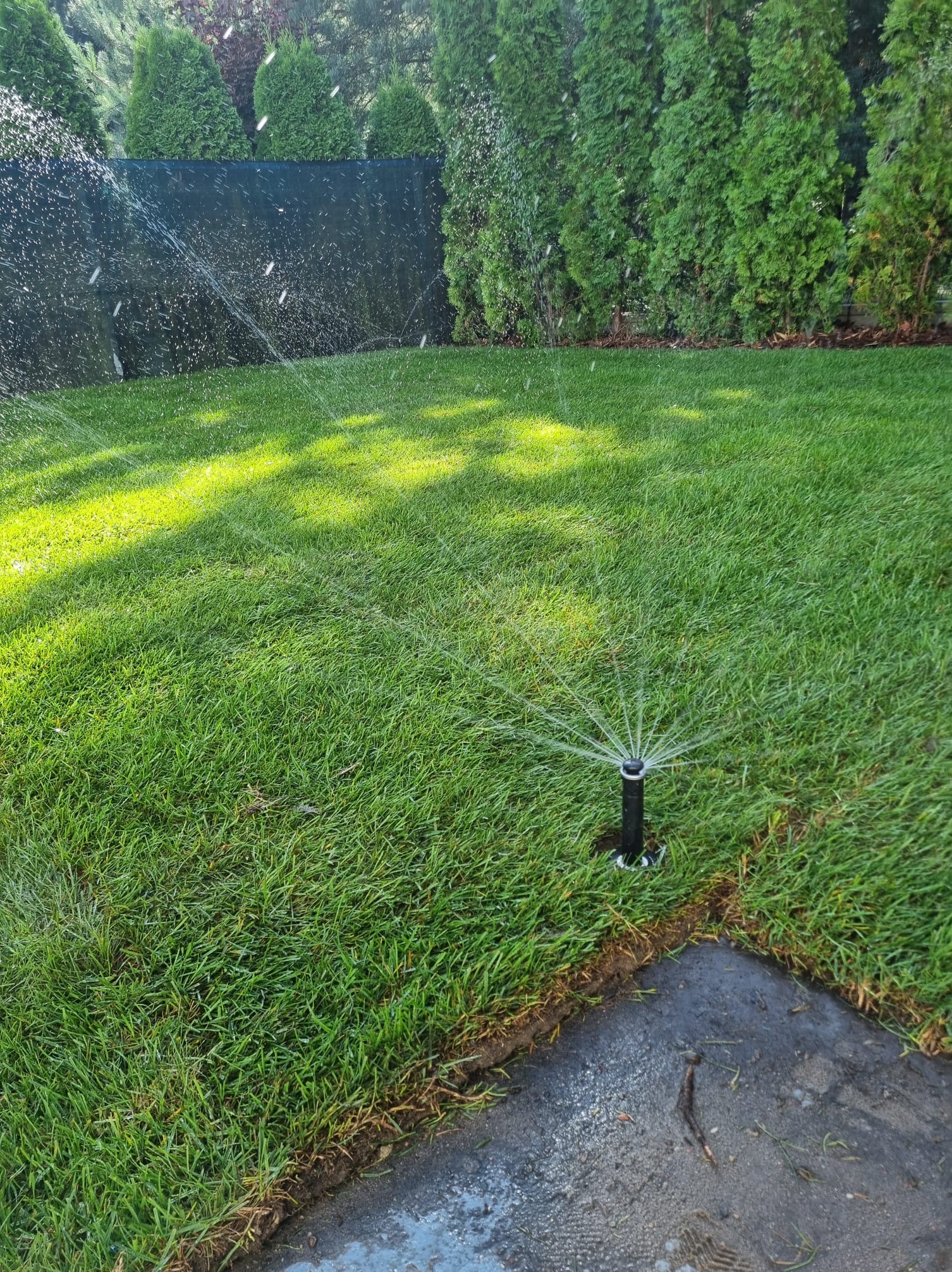 Działający zraszacz nawadnia soczyście zielony trawnik, w tle rząd tuj i ciemna siatka ogrodzeniowa. Intensywne promienie słoneczne oświetlają fragment trawy.