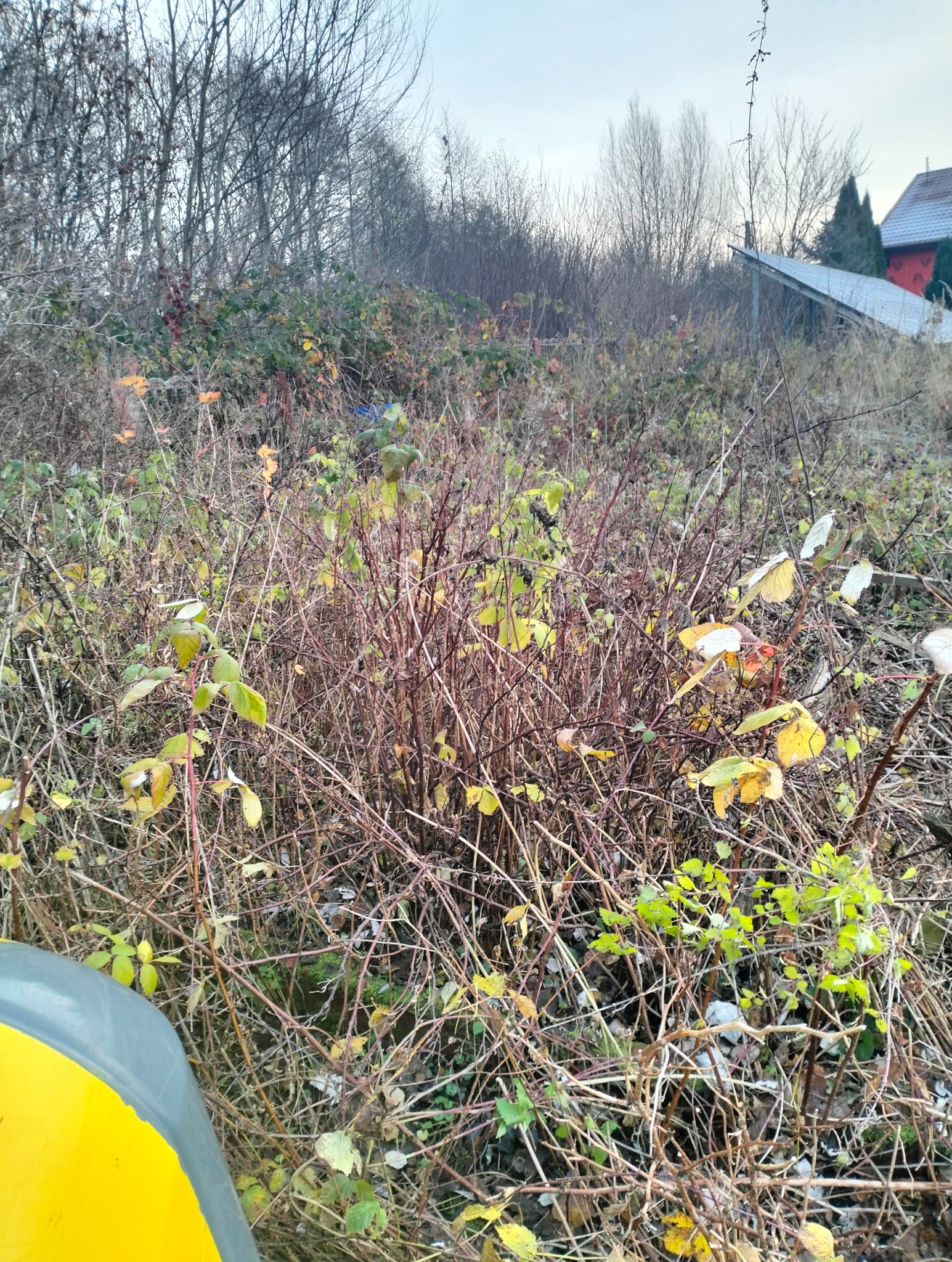 Zarośnięty teren z krzewami i chwastami, widok na budynek z panelami słonecznymi w tle. Teren przed rozpoczęciem prac ziemnych.